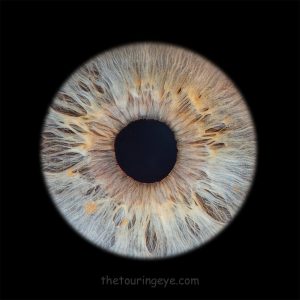 Single iris against a black background. Iris photography