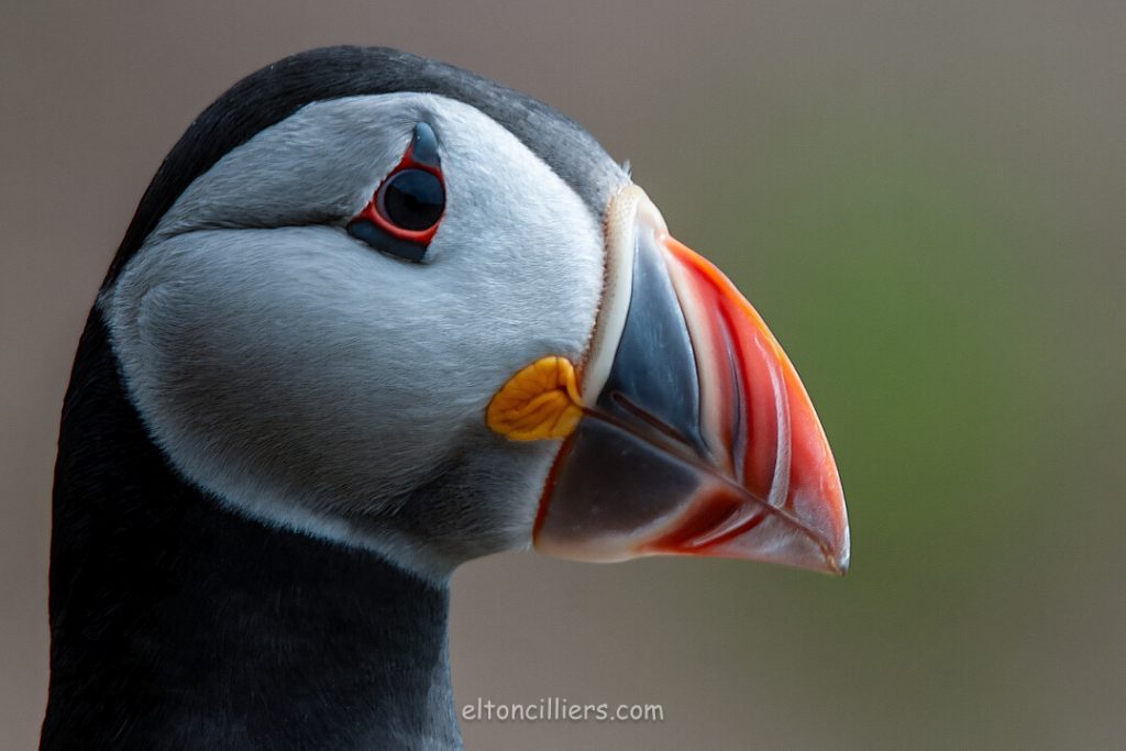 A close up image of a puffin as seen on Skomer Island, Wales. The Touring Eye