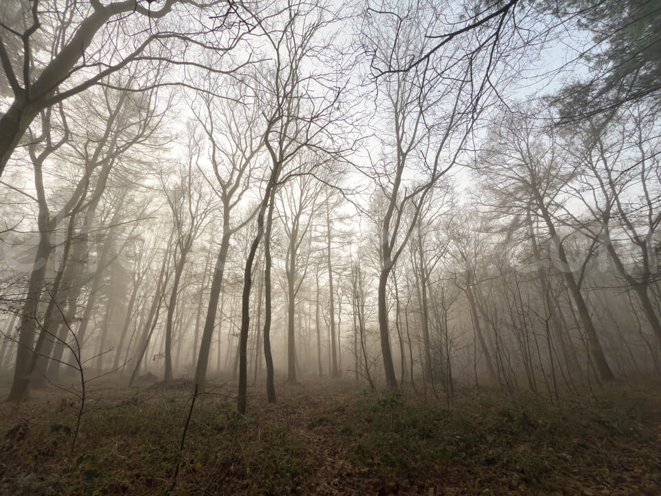 West Acre woods on a cold and foggy morning