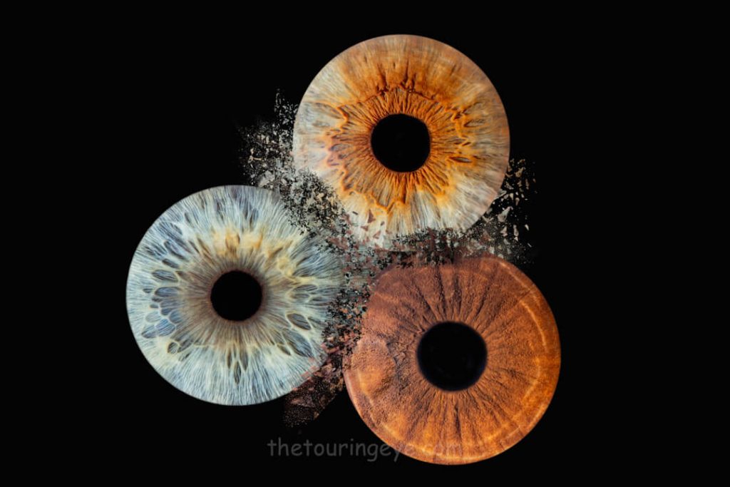Three irises with clash effect. Iris photography