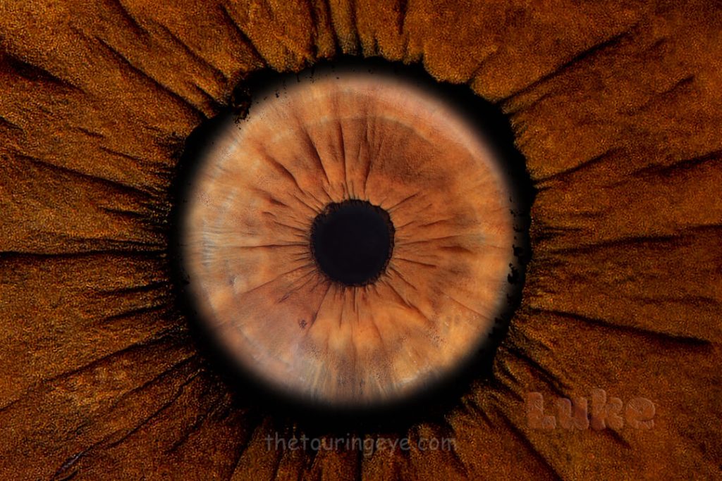 Single brown eye iris in an eye in eye edit. Iris photography. Eye photography