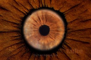 Brown iris surrounded by the same iris. Iris photography