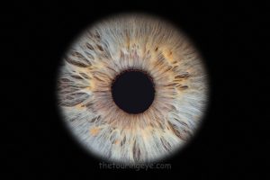 Grey and orange single iris. Iris photography. Iris photography pop ups