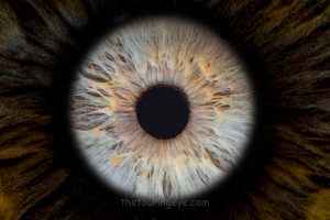 Single grey and orange iris in landscape format. Iris photography. Iris photography pop ups