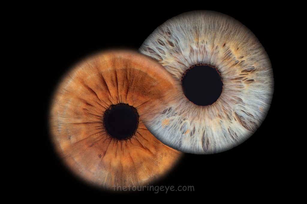 Two irises in an infinity loop. Iris photography UK. Iris pop up events