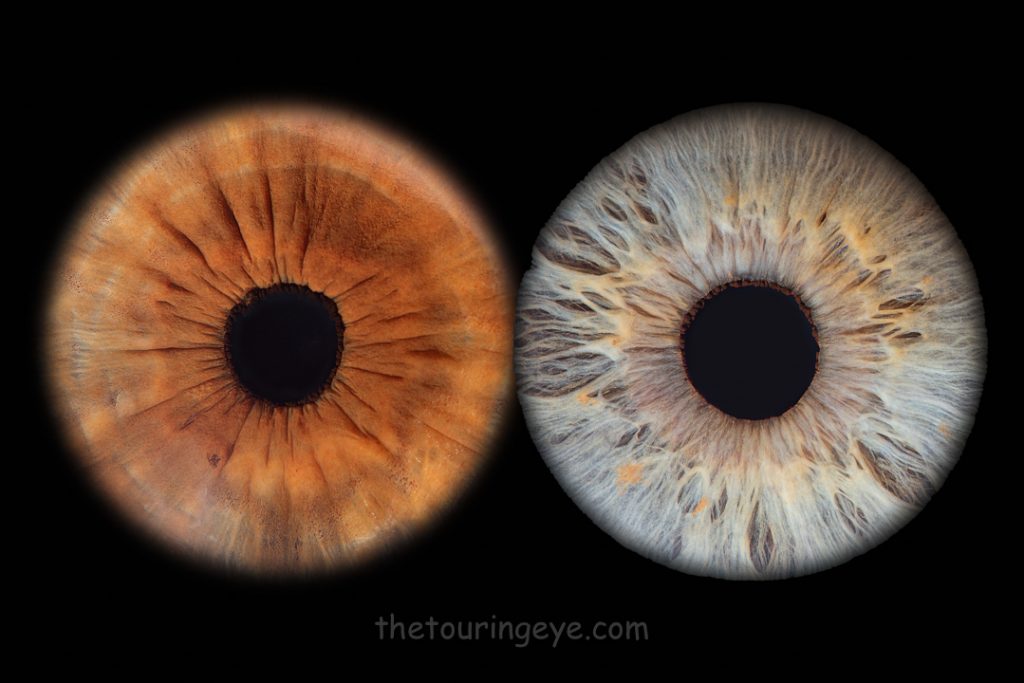 Two irises basic. Iris photography