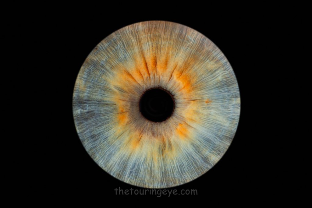 Light blue iris with orange areas on a black background. Haverhill Suffolk Iris Photography Pop Up Event Gallery. Eye Photography