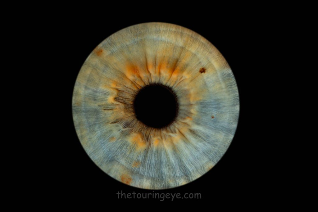 A blue iris with orange areas and freckles on a black background. Haverhill Suffolk Iris Photography Pop Up Event Gallery. Eye Photography