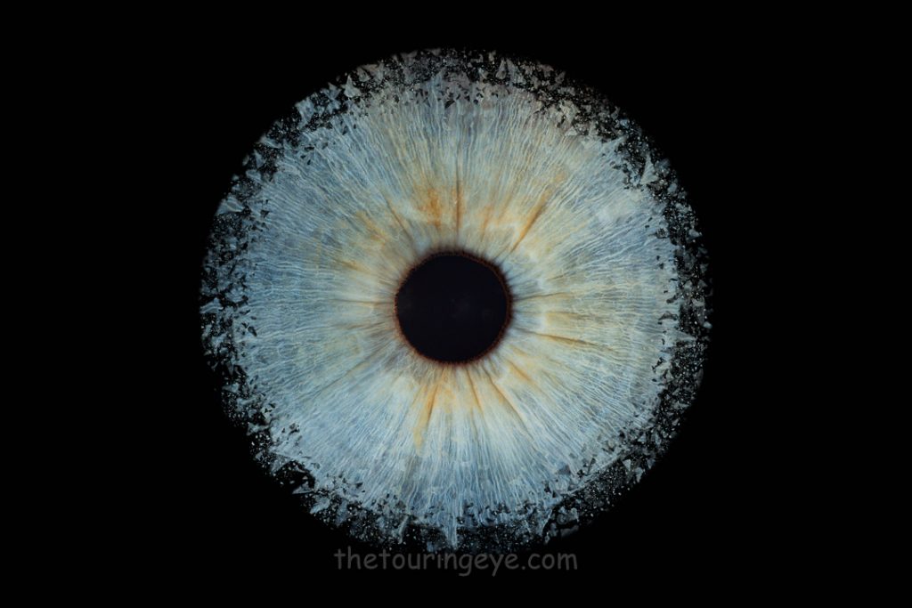 Blue iris explosion on a black background. Haverhill, Suffolk Iris Photography Pop Up Event Gallery