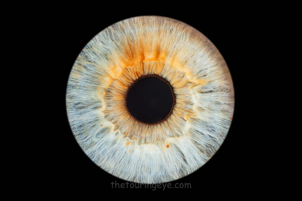 Light iris with orange areas on a black background. Haverhill Suffolk Iris Photography Pop Up Event Gallery. Eye Photography