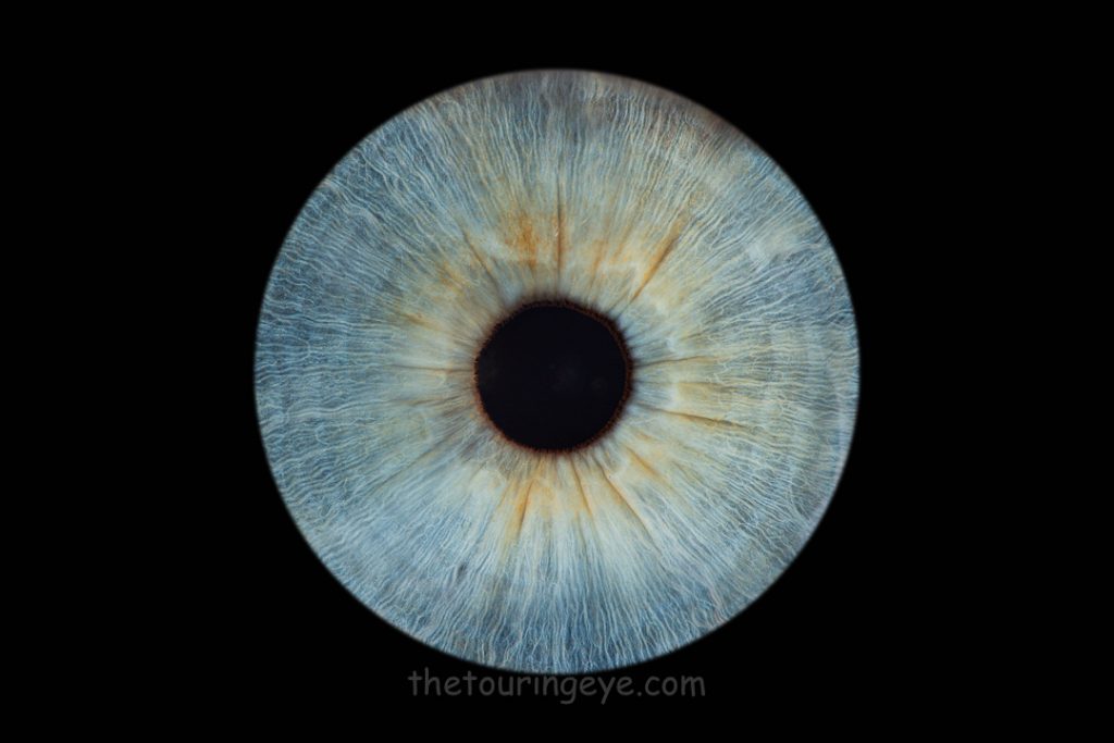 Blue iris with light orange areas on a black background. Haverhill Suffolk Iris Photography Pop Up Event Gallery. Eye Photography