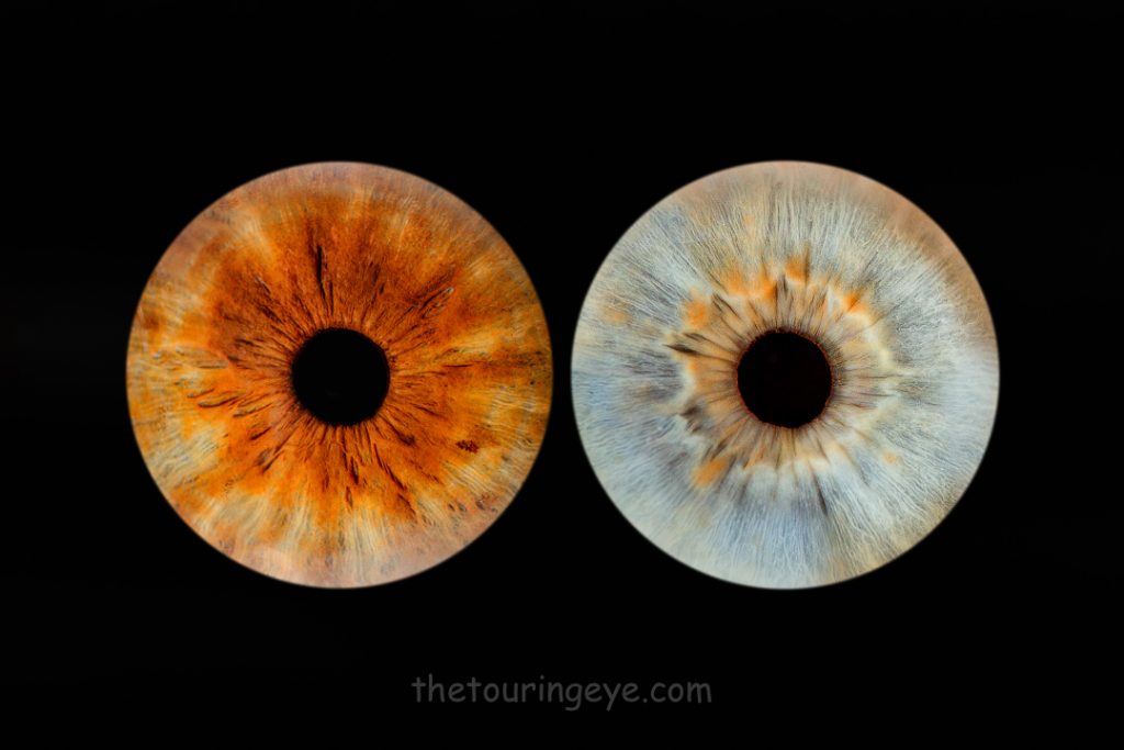 A brown iris alongside a light hazel iris. Haverhill Suffolk Iris Photography Pop Up Event Gallery.