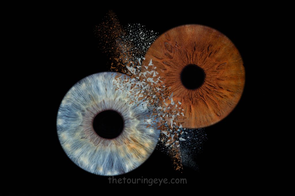 A blue iris clashed with a brown one on a black background. Thetford Iris Photography Pop-up. Eye photography. Iris photography UK