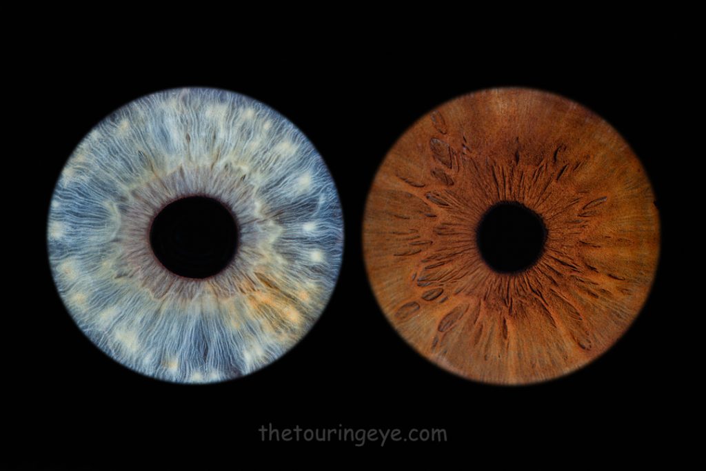 A brown iris alongside a blue iris on a black background. Haverhill Suffolk Iris Photography Pop Up Event Gallery.