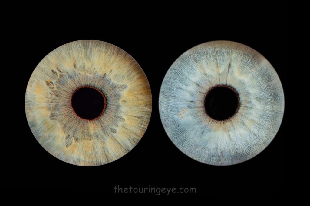 A grey iris alongside a blue iris on a black background. Haverhill Suffolk Iris Photography Pop Up Event Gallery. Eye Photography