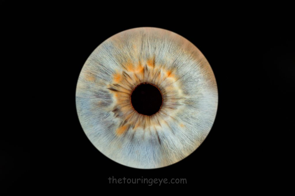 Light grey/blue iris with orange areas on a black background. Haverhill Suffolk Iris Photography Pop Up Event Gallery. Eye Photography