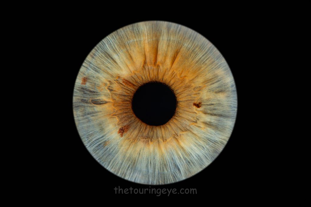 Hazel green iris with orange areas on a black background. Haverhill Suffolk Iris Photography Pop Up Event Gallery. Eye Photography