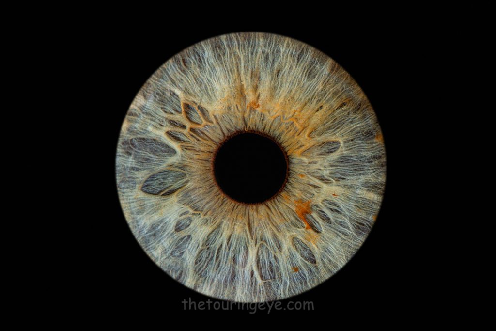 Hazel green iris on a black background. Haverhill Suffolk Iris Photography Pop Up Event Gallery