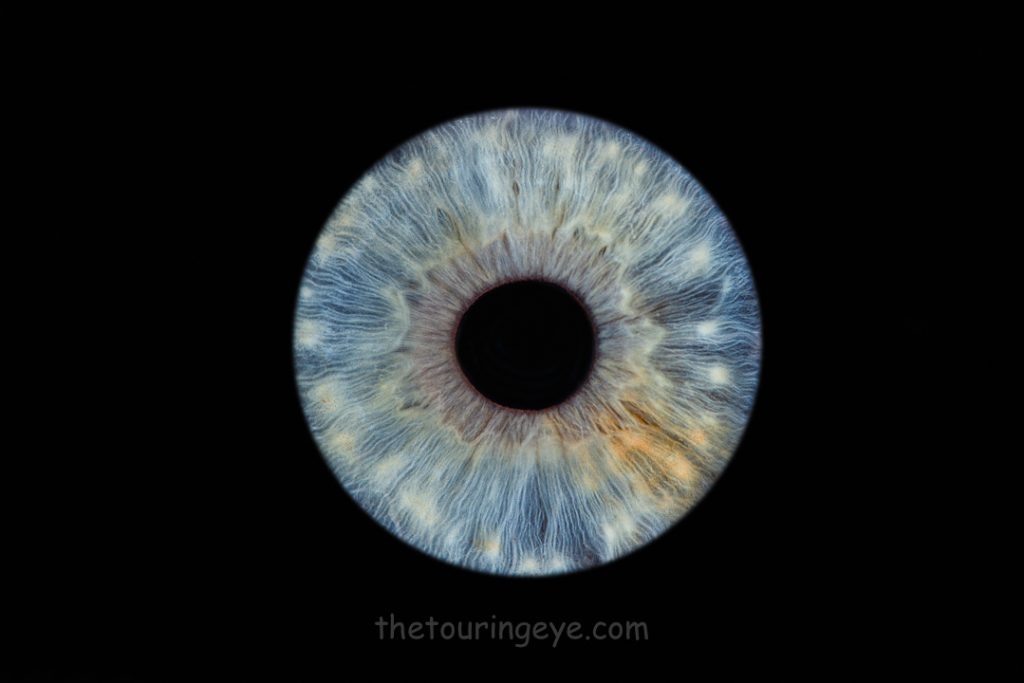 Blue iris iris on a black background. Haverhill Suffolk Iris Photography Pop Up Event Gallery