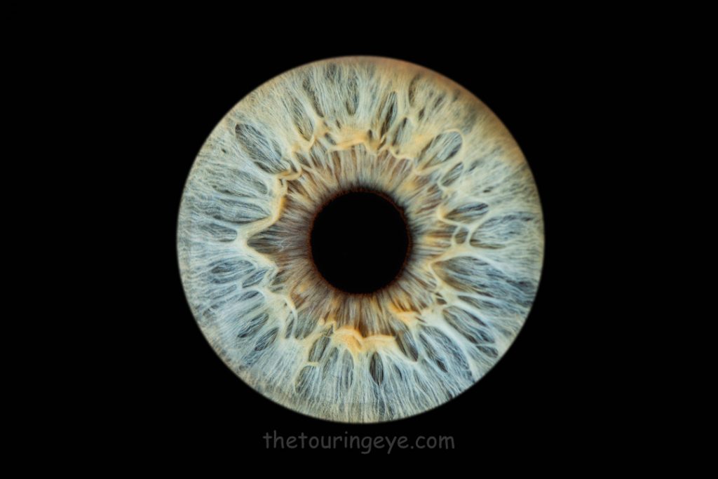 Detailed Blue iris on a black background. Haverhill Suffolk Iris Photography Pop Up Event Gallery