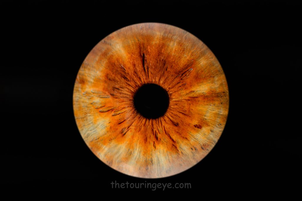 Brown iris with different shades on a black background. Haverhill Suffolk Iris Photography Pop Up Event Gallery. Eye Photography