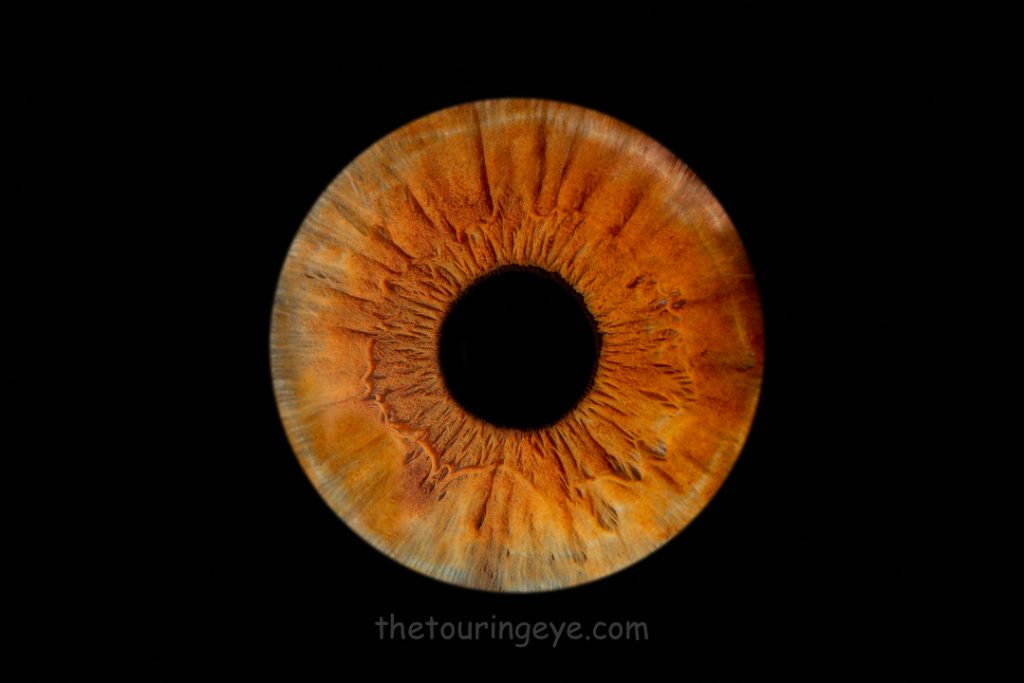 Brown iris on a black background. Haverhill Suffolk Iris Photography Pop Up Event Gallery. Eye Photography