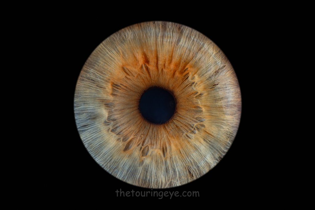 Blue hazel iris on a black background. Haverhill Suffolk Iris Photography Pop Up Event Gallery