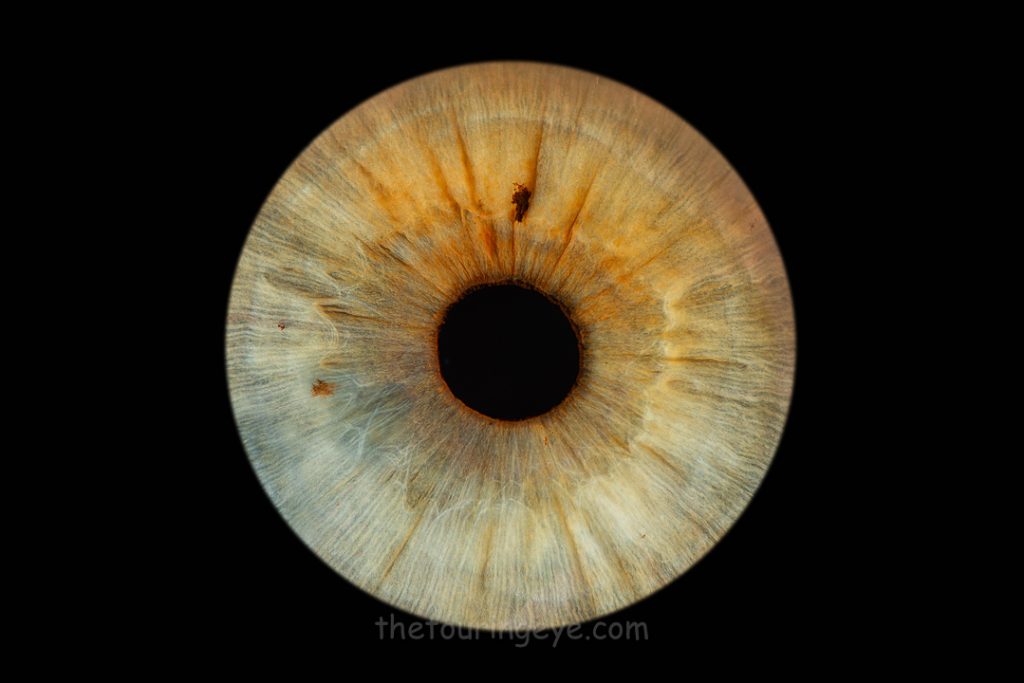 Hazel iris with orange tinges on a black background. Haverhill Suffolk Iris Photography Pop Up Event Gallery.Eye Photography