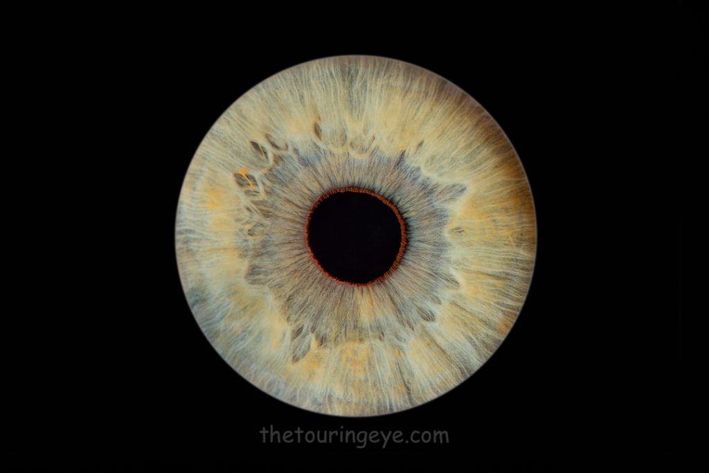 Hazel iris on a black background. Haverhill Suffolk Iris Photography Pop Up Event Gallery. Eye Photography