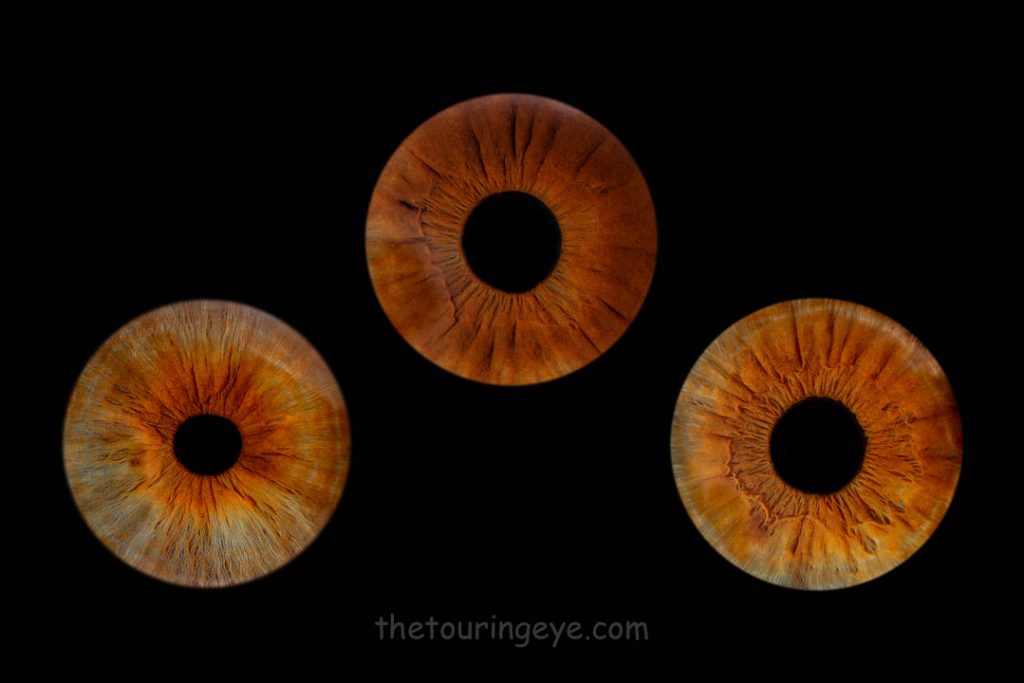 Three brown irises with the middle irises higher than those on either side. Haverhill, Suffolk Iris Photography Pop Up Event Gallery. Eye Photography