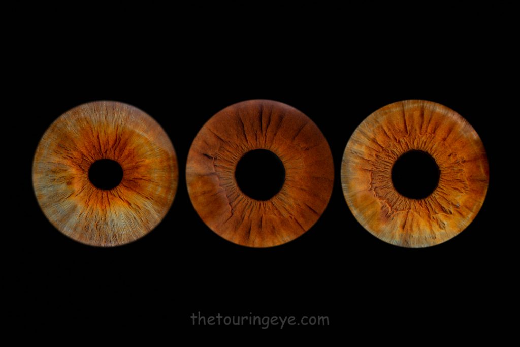 Three brown irises in a row. Haverhill, Suffolk Iris Photography Pop Up Event Gallery