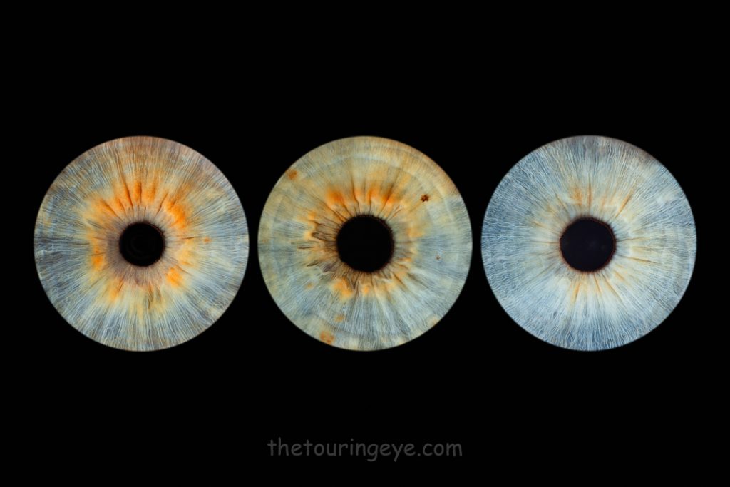 3 different blue irises in a row on a black background. Haverhill, Suffolk Iris Photography Pop Up Event Gallery