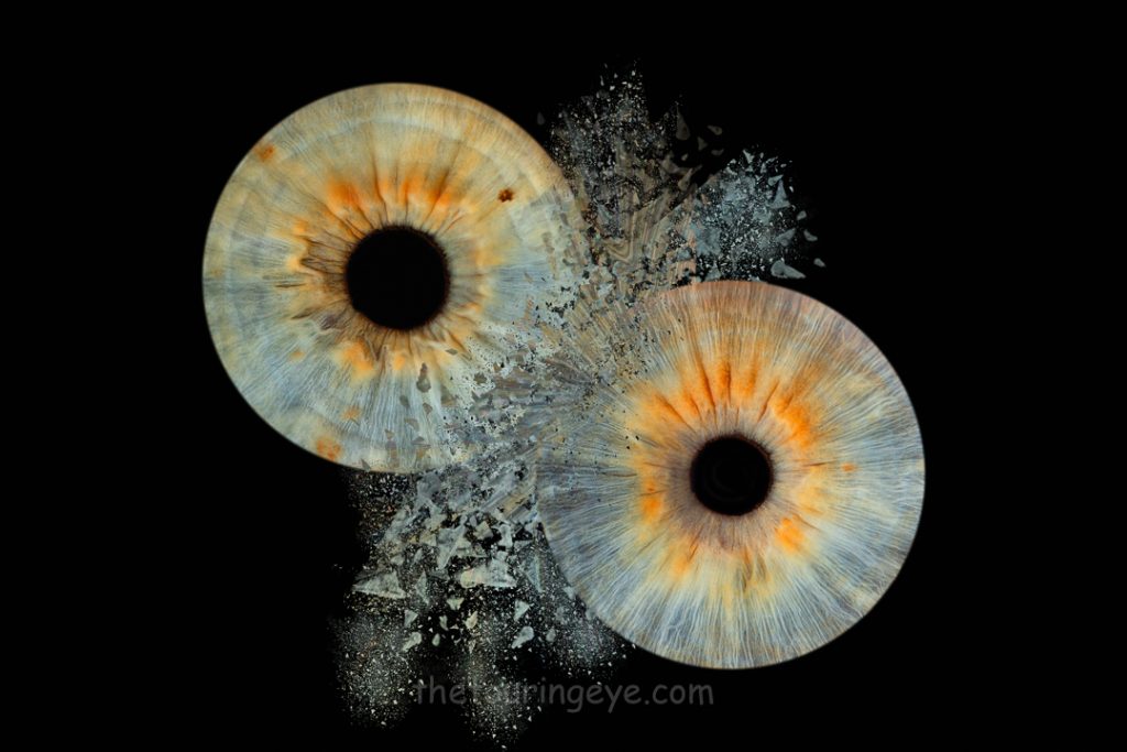 Two blue irises clashing together with debris flying on a black background. Haverhill, Suffolk Iris Photography Pop Up Event Gallery