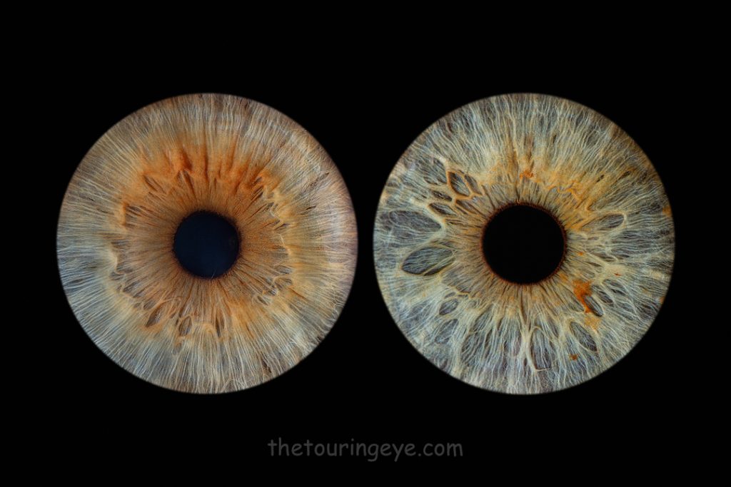 A brown iris alongside a hazel green iris on a black background. Iris photography UK. Eye photography UK.