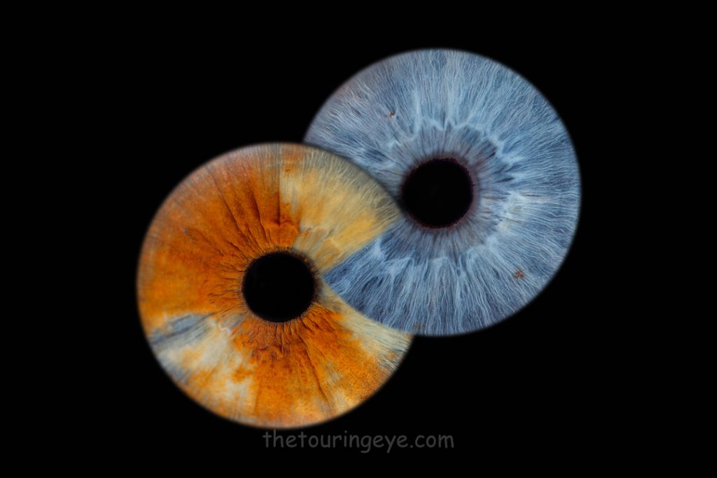 Blue and orange irises infinity edit. Iris photography UK. Eye photography UK
