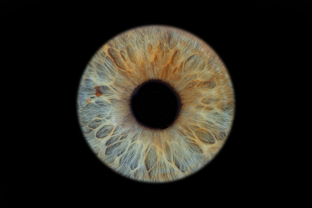 A blue, high detail single iris. Iris photography. Eye photography UK