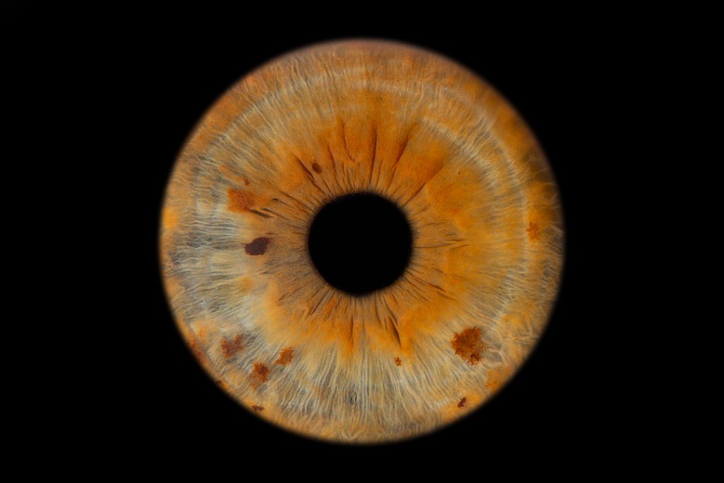 Worthing, West Sussex iris photography pop-up event. A green iris showing typical orange areas. Iris photography. Eye photography.