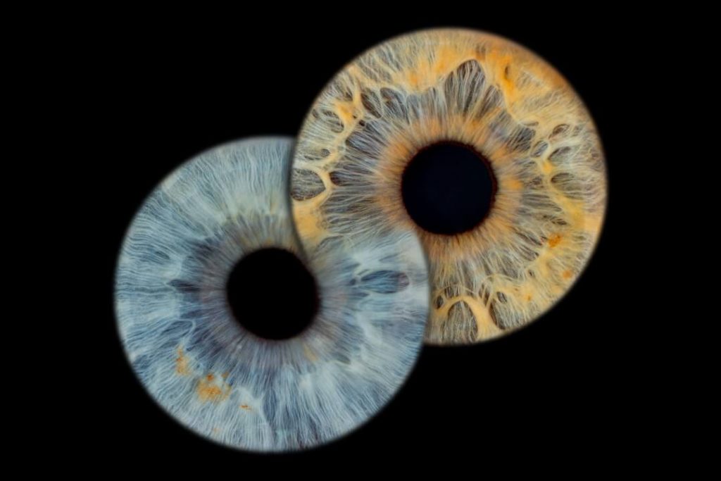 A blue eye iris is in an infinity loop with an almost gold looking iris. Eye Photography. Iris Photography.