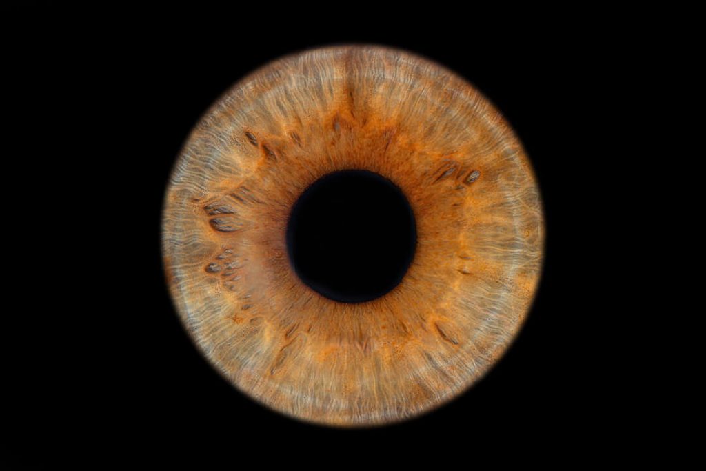 A hazel eye iris showing shades of orange around the pupil. Eye photography. Iris photography