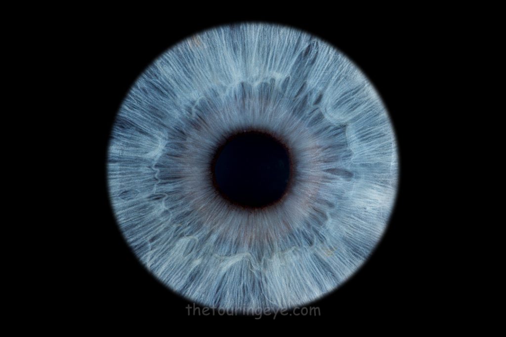 A striking, bright blue eye iris on a black background. Iris photography UK. Eye photography UK. Close up eye photography UK