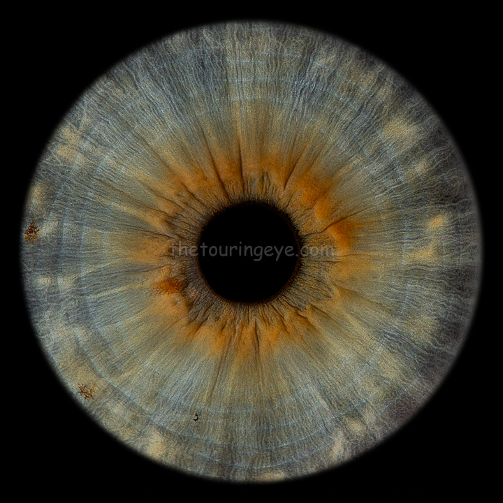 A blue iris with brown around the pupil with rings. Iris photography UK. Eye photography UK. Close up eye photography