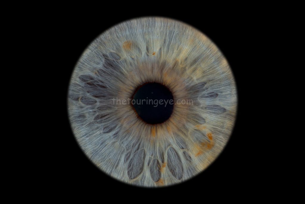 A blue iris showing several freckles. Iris photography UK. Eye photography UK. Close up eye photography