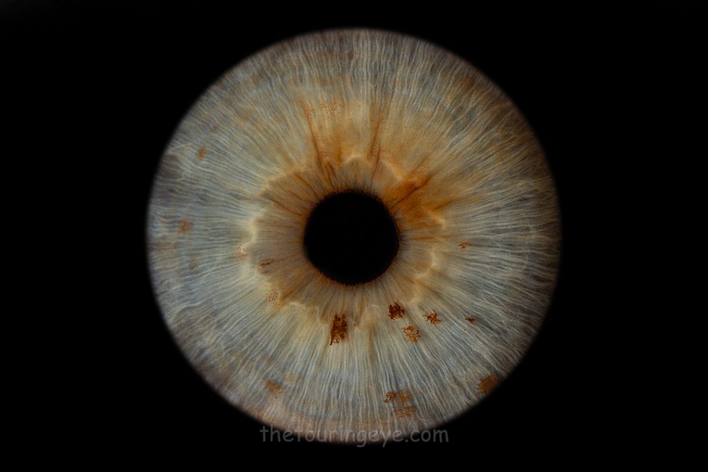 A hazel iris showing several freckles. Iris photography UK. Eye photography UK. Close up eye photography