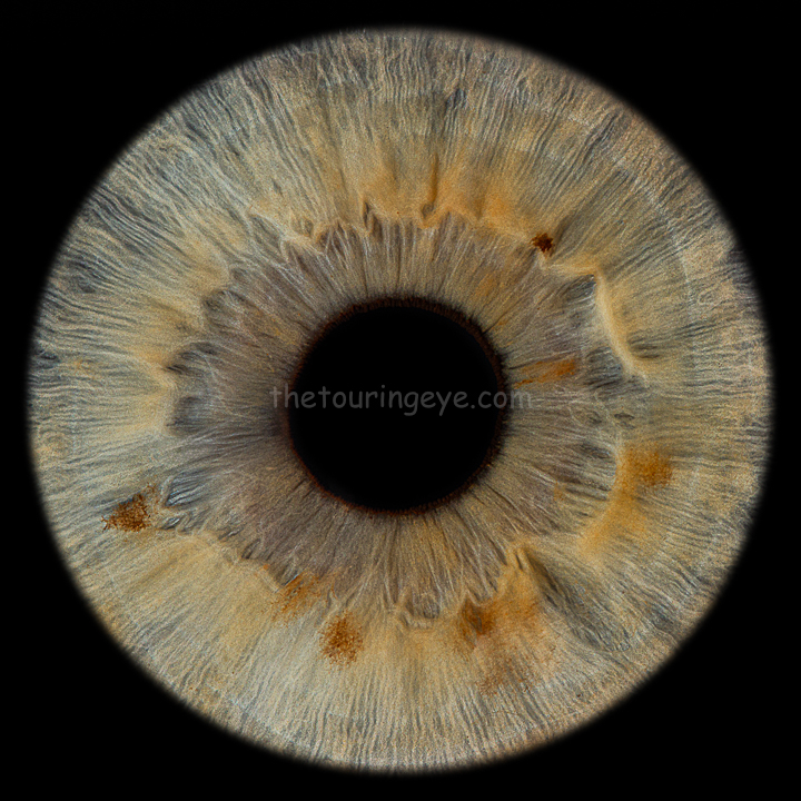 A hazel coloured eye iris with freckles. Iris photography UK. Eye Photography UK