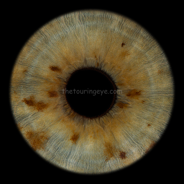 A hazel coloured eye iris with several freckles. Iris photography UK. Eye Photography UK
