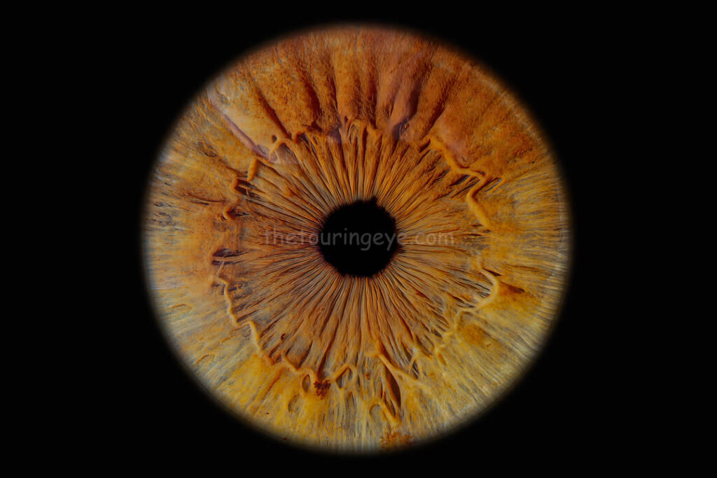 A hazel eye showing predominately brown shades. Iris photography. Eye photography. The Touring Eye