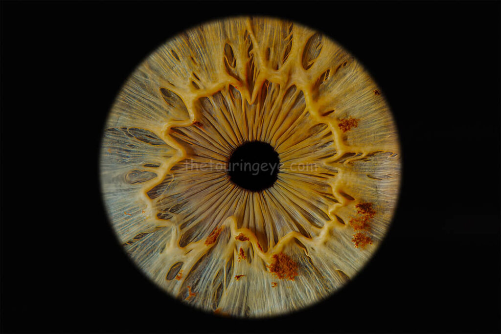 A hazel eye showing predominantly yellow tones. Iris photography. Eye photography. The Touring Eye