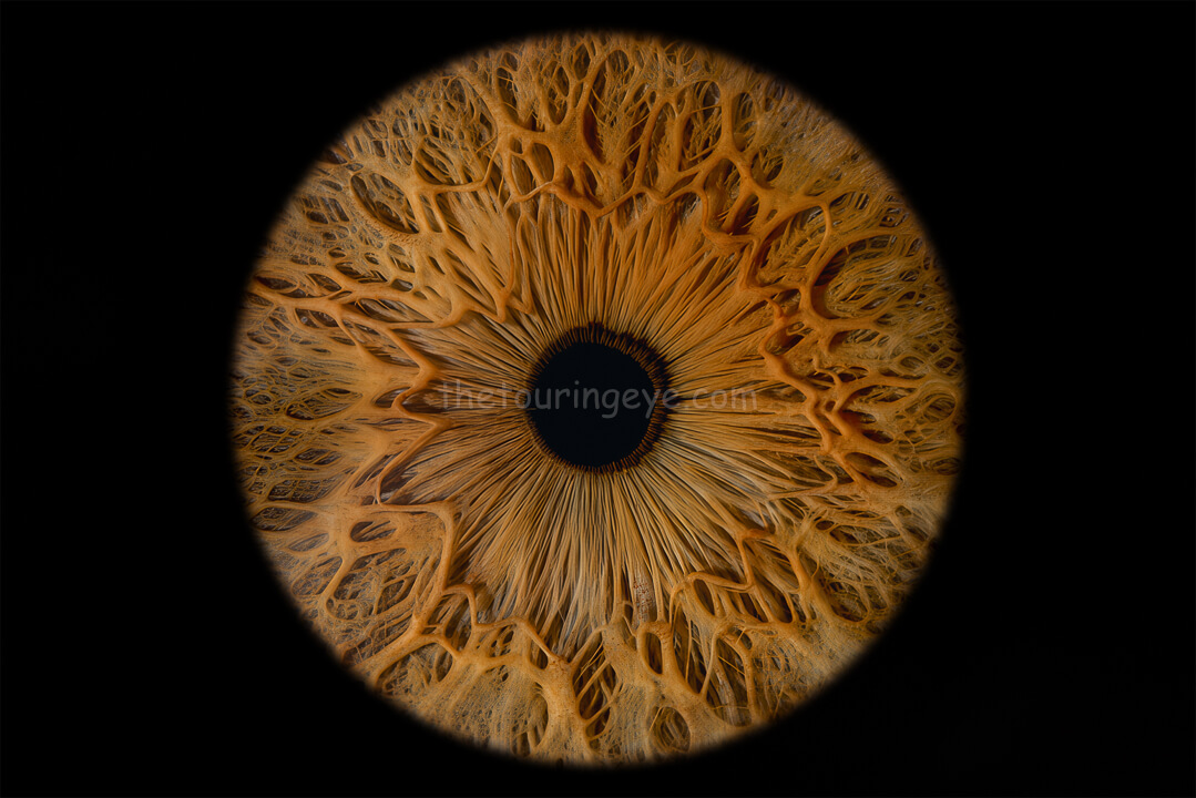 A closeup, highly detailed eye iris image showing a brown iris that looks amber. Iris photography. Eye photography. The Touring Eye. UK