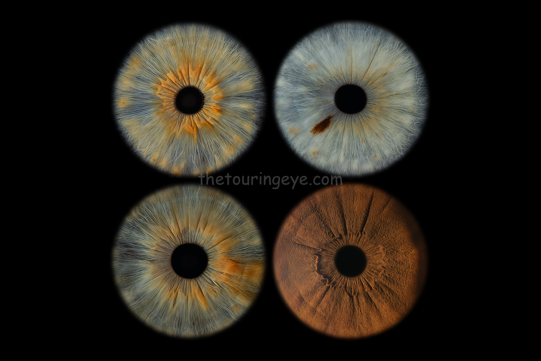 Eye iris wall art showing 4 different eyes laid out in a square shape with two eyes above, and two eyes below. Family eye art. Iris photography. Eye photography. The Touring Eye. UK
