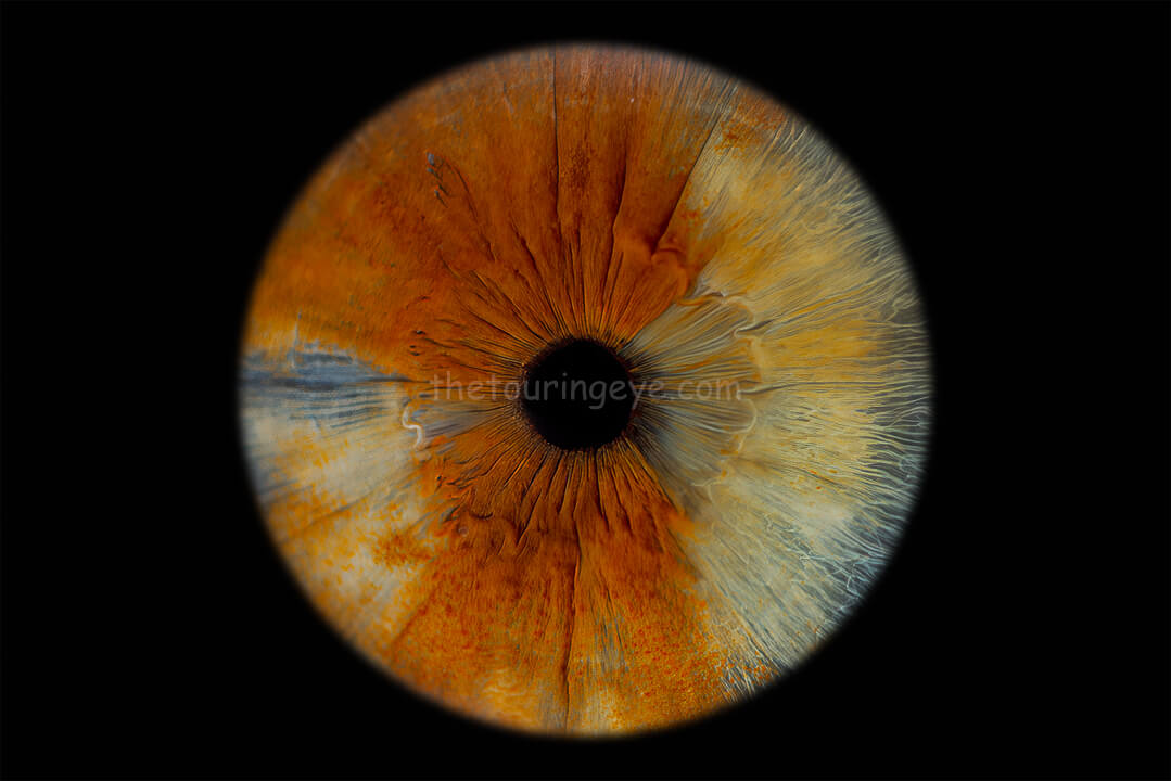 A closeup macro image of a multi coloured eye iris in high detail. Iris photography. Eye photography. The Touring Eye. UK